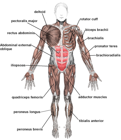 Muscles anterior labeled.png