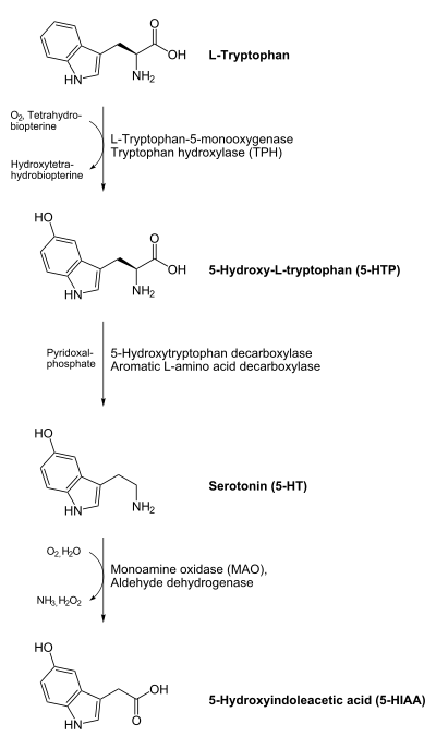  On top a L-tryptophan molecule with an arrow  down to a 5-HTP molecule.  Tryptophan hydroxylase catalyses this reaction with help of O2 and tetrahydrobiopterin which becomes hydroxytetrahydrobiopterin. From the 5-HTP molecule goes an arrow down to a serotonin molecule. Aromatic L-amino acid decarboxylase catalyses this reaction with help of pyridoxal phosphate. From the serotonin molecule goes an arrow to a 5-HIAA molecule at the bottom ot the image. Monoamine oxidase catalyses this reaction, in the process O2 and water is consumed, and ammonia and hydrogen peroxide is produced.