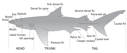 Drawing of a shark labeling major anatomical features, including mouth, snout, nostril, eye, spiracle, dorsal fin spine, caudal keel, clasper, labial furrows, gill openings, precaudal pit and fins: first and second dorsal, anal, pectoral, caudal and pelvic.