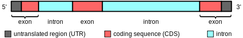 Gene structure.svg