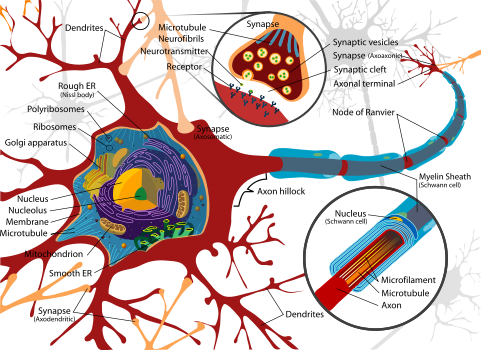 Complete neuron cell diagram en.svg