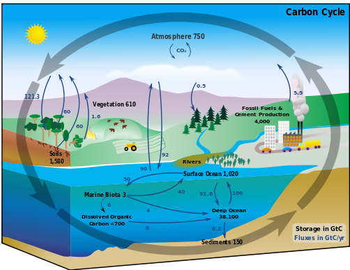 Diagram of the carbon cycle