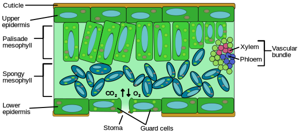 Diagram of leaf internal anatomy