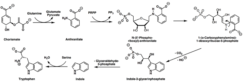 Tryptophan biosynthesis.png