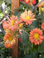 Chrysanthemum morifolium 3.JPG