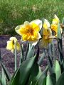 WhiteYellow Daffodil Island.jpg