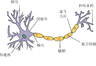 Neuron.png