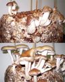 Shiitake growing s.jpg