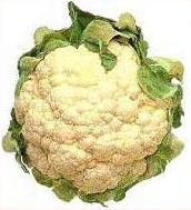 Cauliflower, cultivar unknown