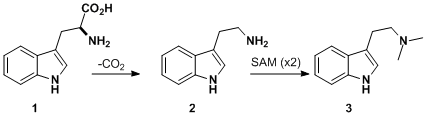 Biosynthetic pathway for N-N,dimethyltryptamine