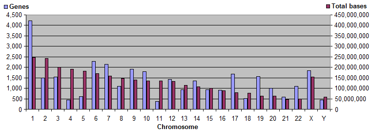 Genes and bases on chromosomes.png