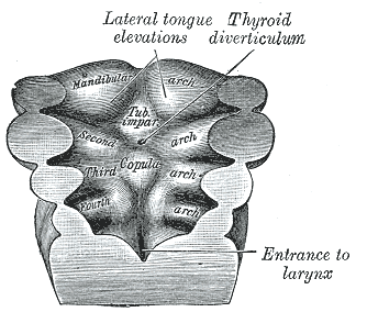 Floor of pharynx of embryo between 18 and 21 days.