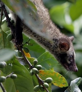 Philippines Civet