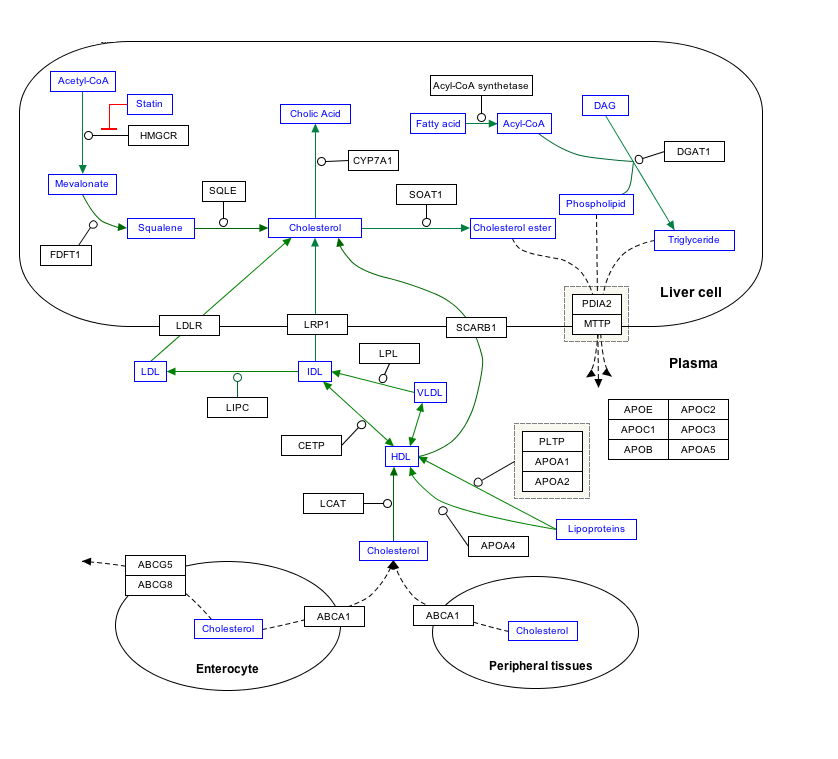 StatinPathway_WP430