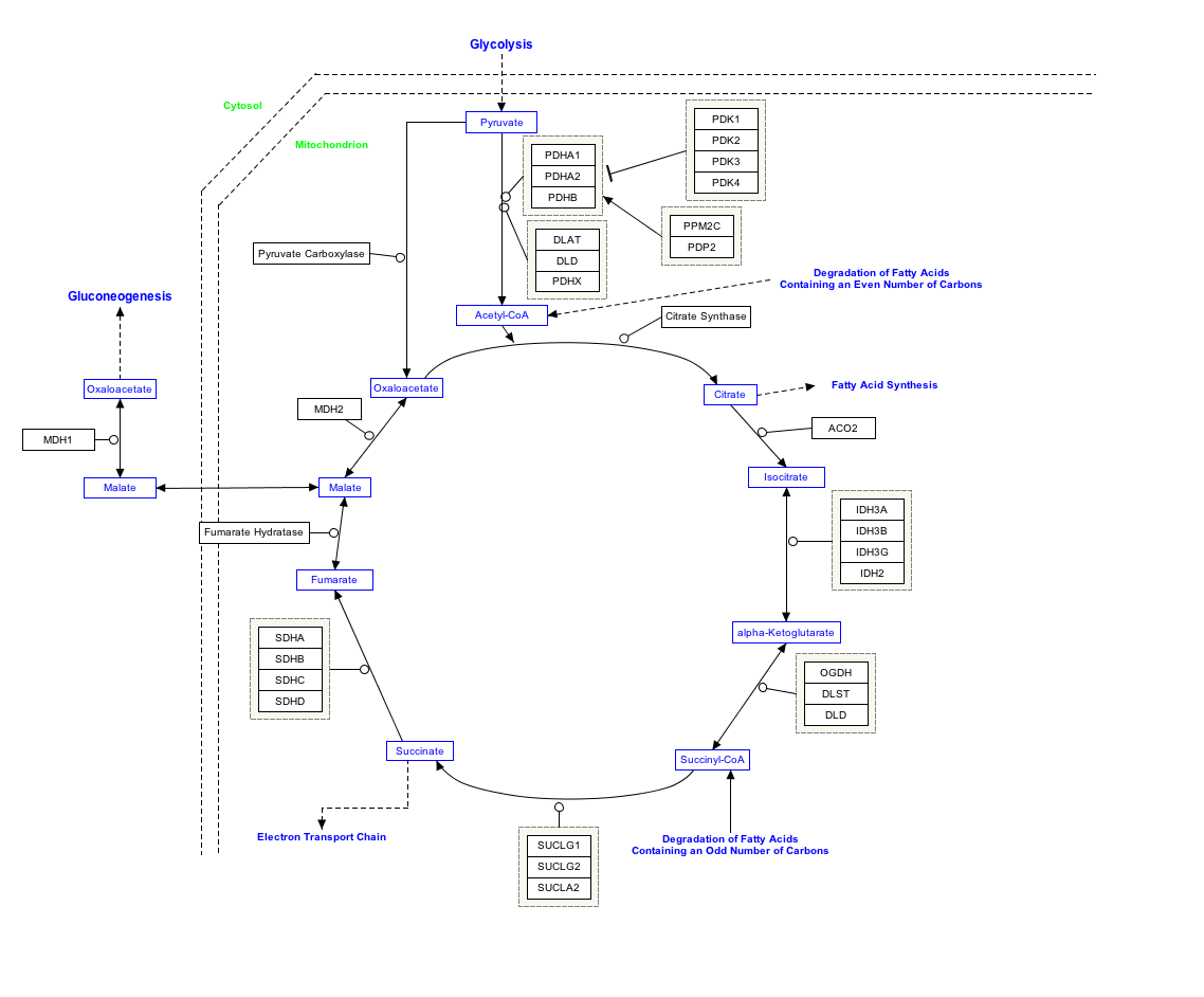 TCACycle_WP78