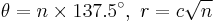 \theta = n \times 137.5^{\circ},\ r = c \sqrt{n}