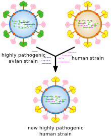 A cartoon showing how viral genes can be shuffled to form new viruses