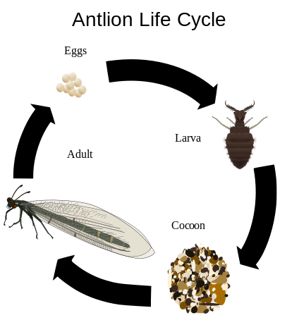 File:Antlion life cycle.svg