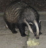 Badger Cornwall 3.jpg