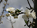 Plum blossoming.jpg