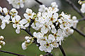 Plum blossoms.jpg