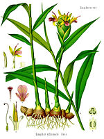 Zingiber officinale - Köhler–s Medizinal-Pflanzen-146.jpg