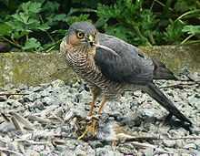 A Sparrowhawk plucking a small bird