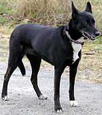 A black, short-furred dog.