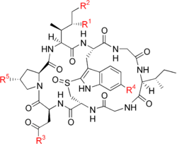 A complex ring-shaped chemical structure made of eight amino acid.