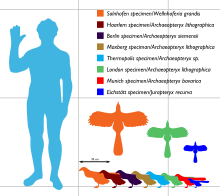 Archaeopteryx sizes ranging between about 25 and 50 cm long and between 25 and 60 cm in wingspan