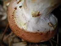 The underside of a mushroom cap showing whitish cottony tissue connecting the edge of the brown cap with the whitish stem.