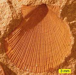 Fossil scallop from Ohio