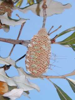 a pale oblong-cylindrical wooden cone seen among some foliage against the sky