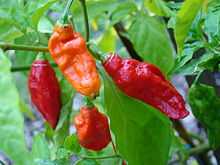 Fresh Bhut Jolokia