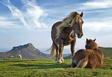 Two horses in a pasture, one is standing beside the other that is laying down.