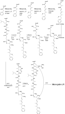 The biosynthesis of microcystin-LR by Microcystis aeruginosa.