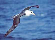 Black-browed Albatross in flight