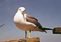 Black-tailed Gull Mikahosi.jpg