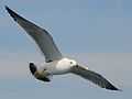 Black-tailed gull.jpg