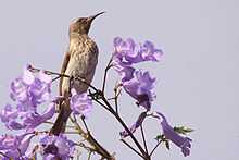 Female bird perched in a Jacaranda tree