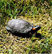 A bog turtle lifting its head slightly while on grass