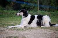 Borzoi4.jpg