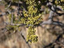 Boscia foetida.jpg