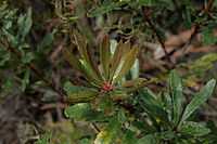 green leaves radiating out from a stem