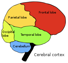 Image of brain lobes