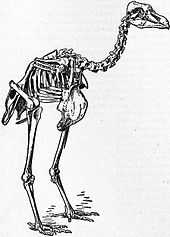 Skeleton of Rodrigues Solitaire