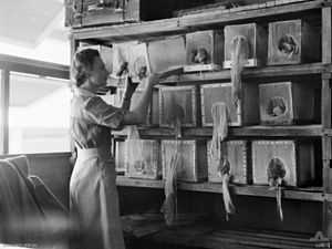 Woman in Army uniform with skirt attends a wall covered in shelves on which there are boxes of fine netting with wooden flames and gloves hanging from them. She is placing one back on a shelf.