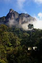 A camp is nestled in tropic rain forest, with a steep mountain peek directly behind it.