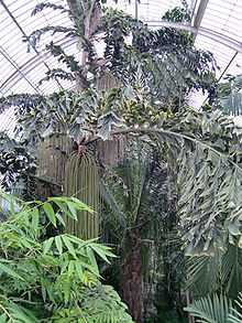 Colour photo of a large palm tree with several green tresses of many threads hanging from the base of its branches. Its leaves are distinctly fishtail shaped, and it has grown to the roof of a very large greenhouse