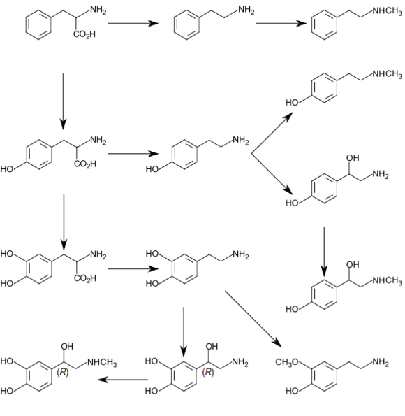 Graphic of trace amine and catecholamine metabolism